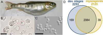 Proteomic Analysis of the Parasitic Cnidarian Ceratonova shasta (Cnidaria: Myxozoa) Reveals Diverse Roles of Actin in Motility and Spore Formation